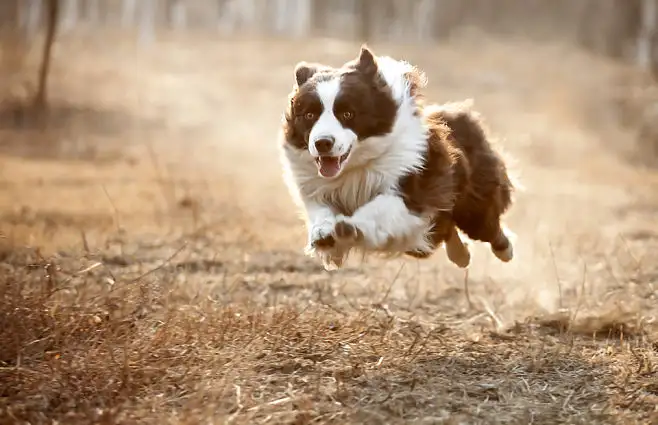 边牧(边牧犬多少钱一只幼崽)