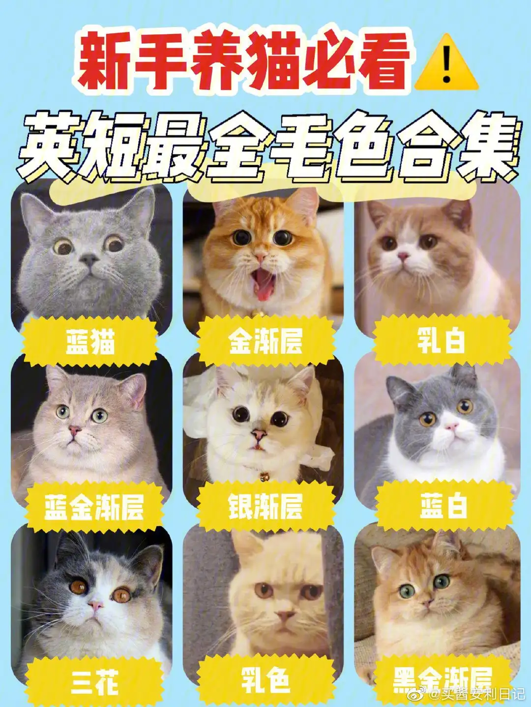 猫的种类(猫的种类和名称及图片)