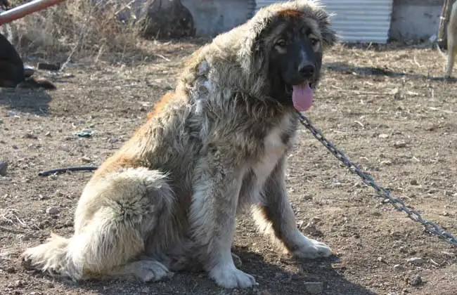 高加索山犬(高加索犬全称)