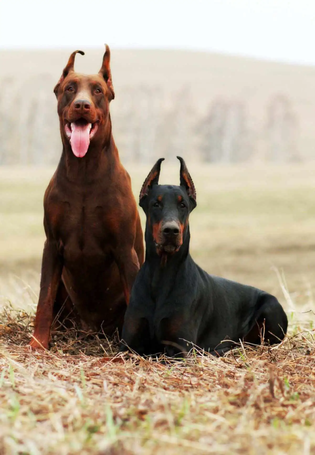 笃宾犬(杜宾犬为什么要剪耳朵和尾巴)