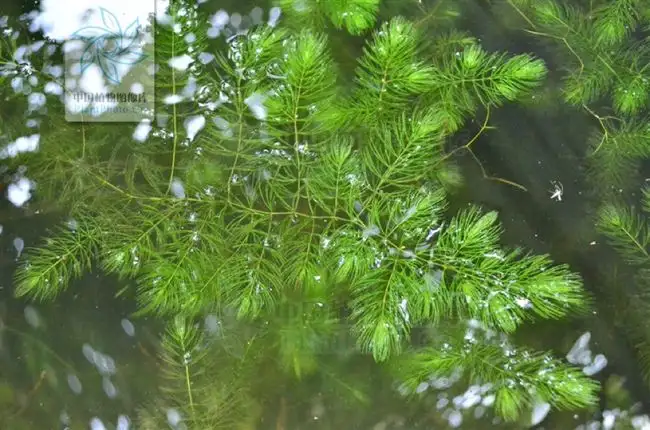 金鱼藻(金鱼藻是什么植物)