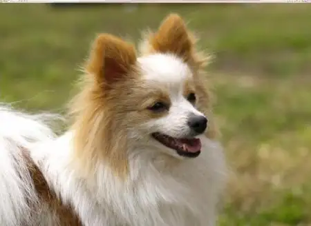 日本狐狸狗(日本狐狸犬幼犬)