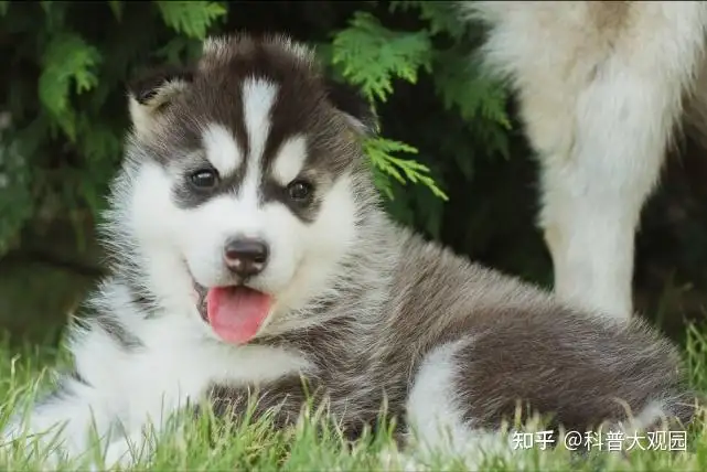 哈士奇是雪橇犬吗(哈士奇属于雪橇犬吗)