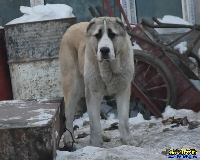 阿拉拜犬(阿拉拜犬中国有几条)