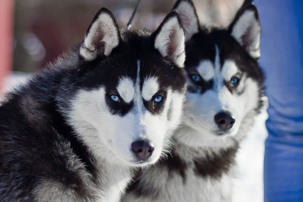 哈士奇是雪橇犬吗(哈士奇属于雪橇犬吗)