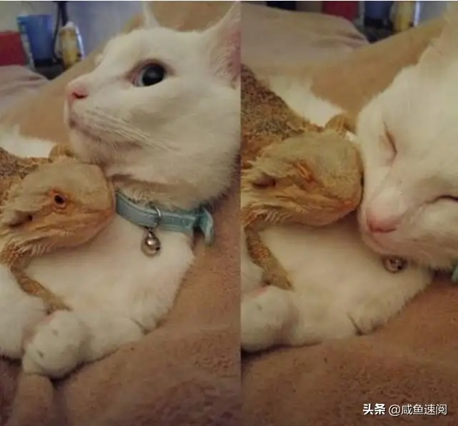 一起养猫咪(一起养猫咪但是和那个人不和了该怎样才能公平公正呢)