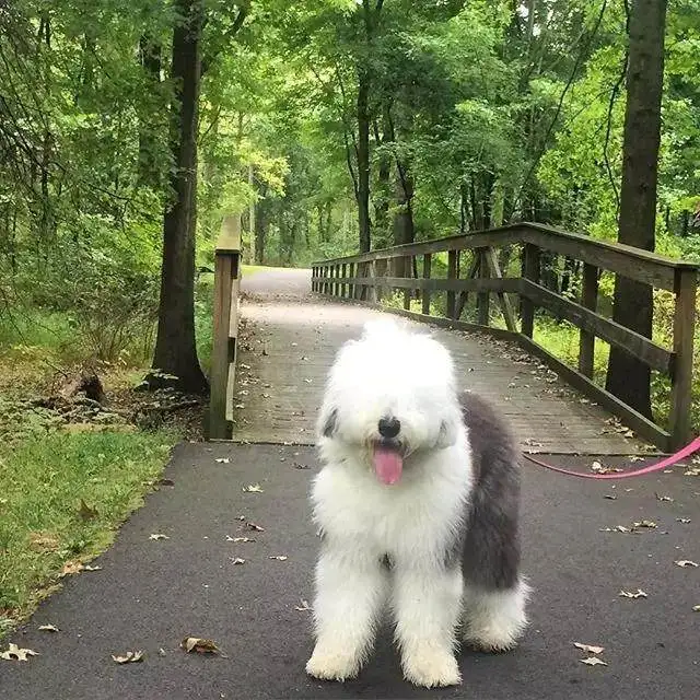 古牧智商(古牧智商怎么样)