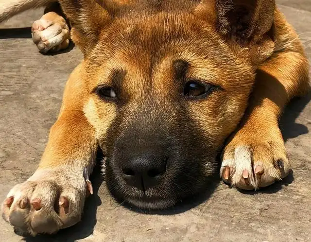 吉林四平拟禁养中华田园犬(吉林四平拟禁养中华田园犬吗)