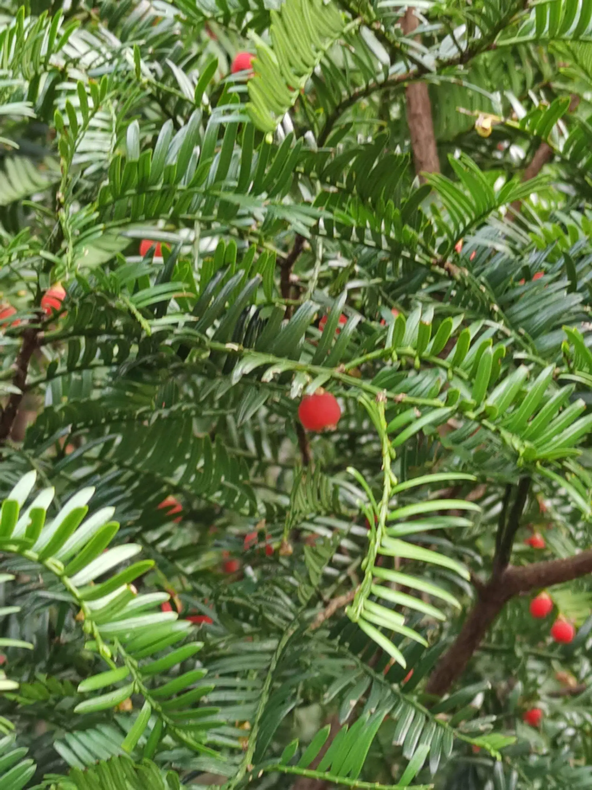 大熊猫爱吃的植物(大熊猫爱吃的食物有)