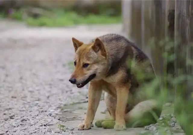 吉林四平拟禁养中华田园犬(吉林四平拟禁养中华田园犬吗)