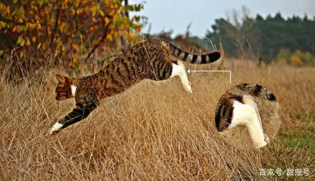 猫咪猎手(猫咪猎手舒克)