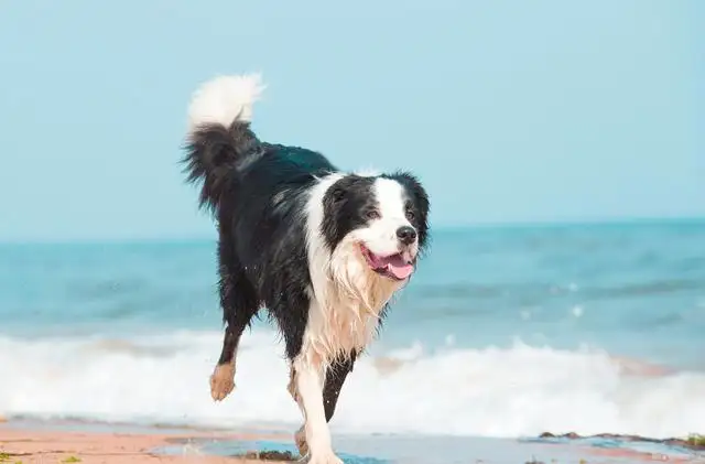 边牧犬多少钱一只(边牧犬多少钱一只幼崽陨石)