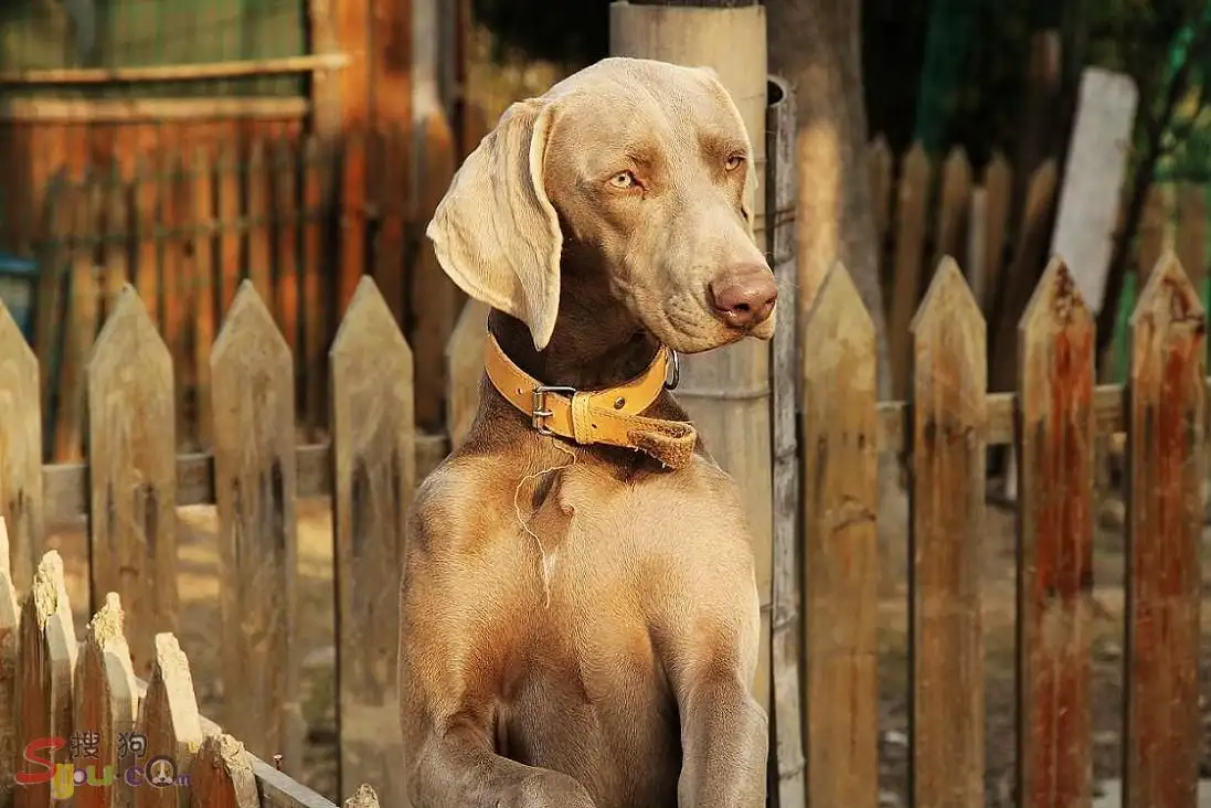 威玛猎犬(威玛猎犬多少钱一只)