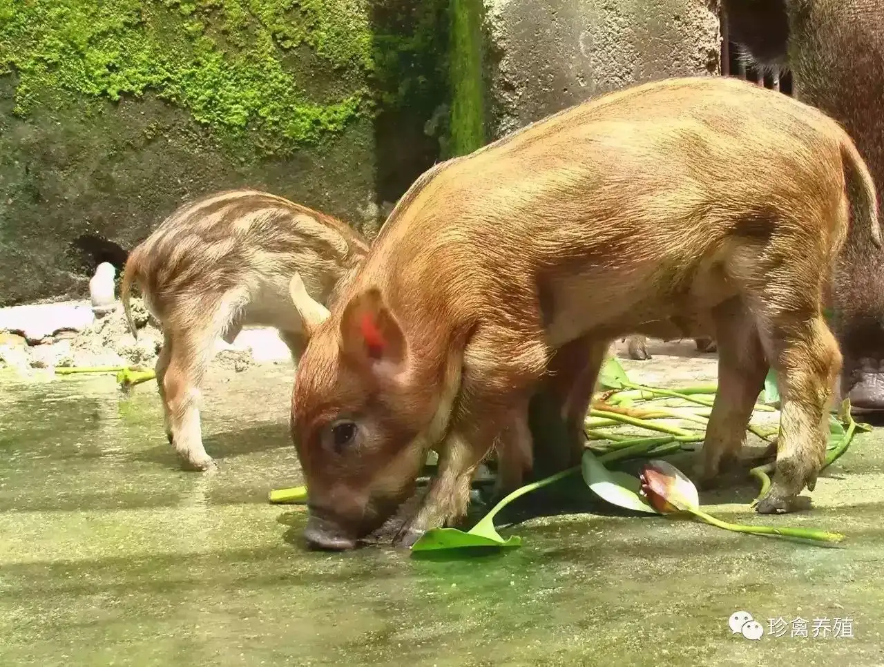 特种养殖野猪(特种野猪养殖需要什么手续)