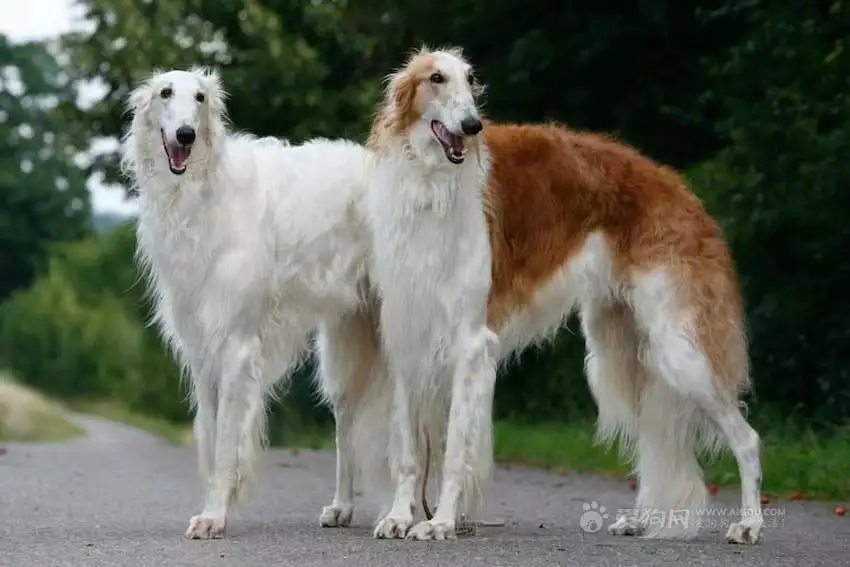 俄罗斯猎狼犬(俄罗斯猎狼犬多少钱)