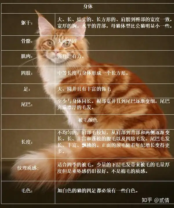 缅因猫怎么养(缅因猫怎么养好养吗)