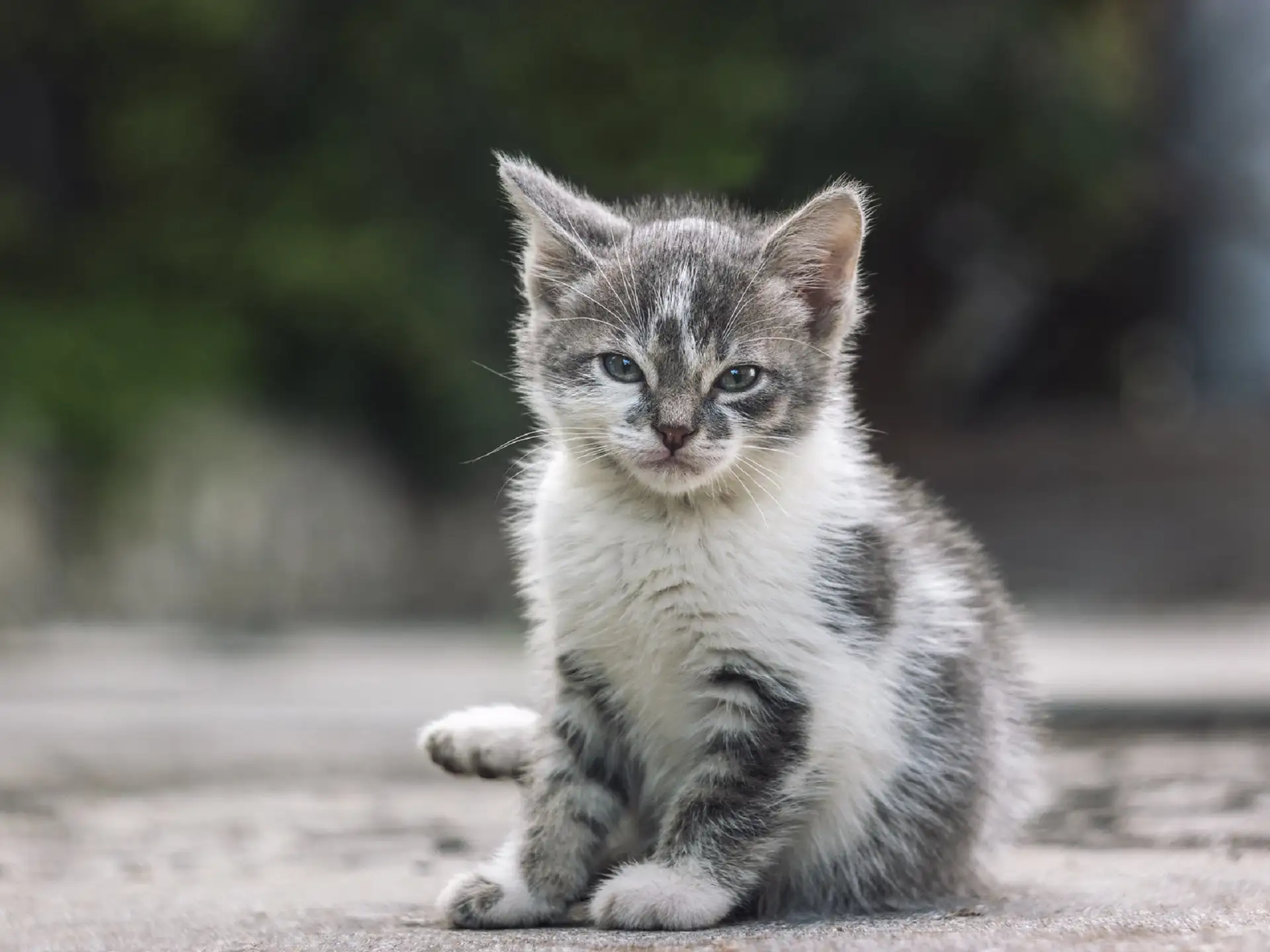 猫猫照片(猫猫照片卡通)