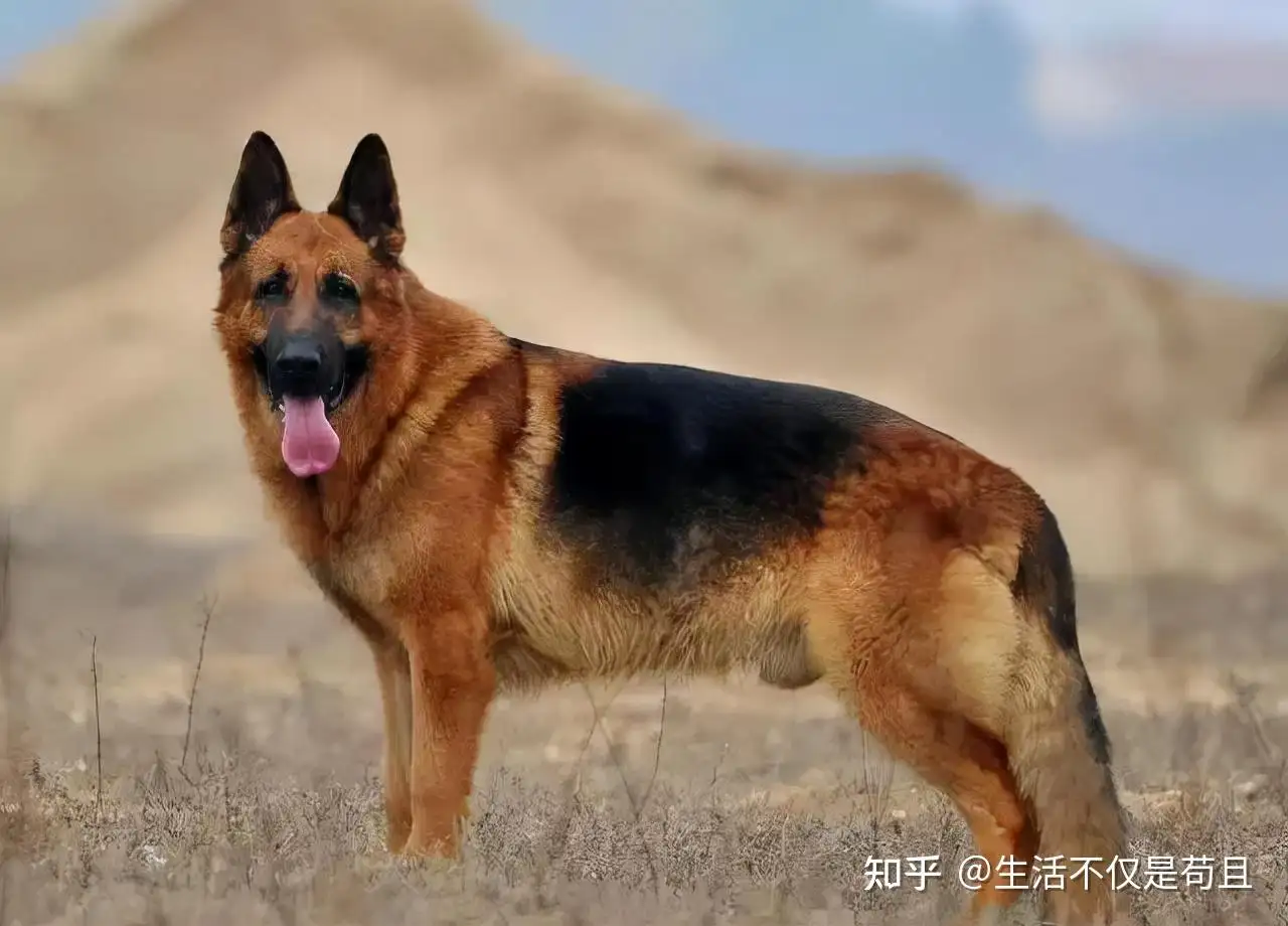 牧羊犬名字(牧羊犬名字大全集)