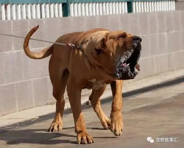 獒犬(纽波利顿獒犬)