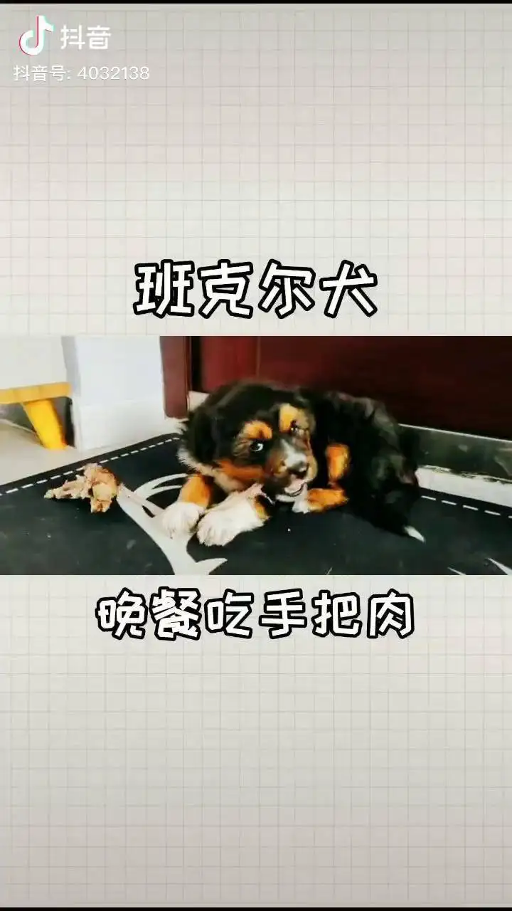 班克尔犬(史宾格犬多少钱一只)