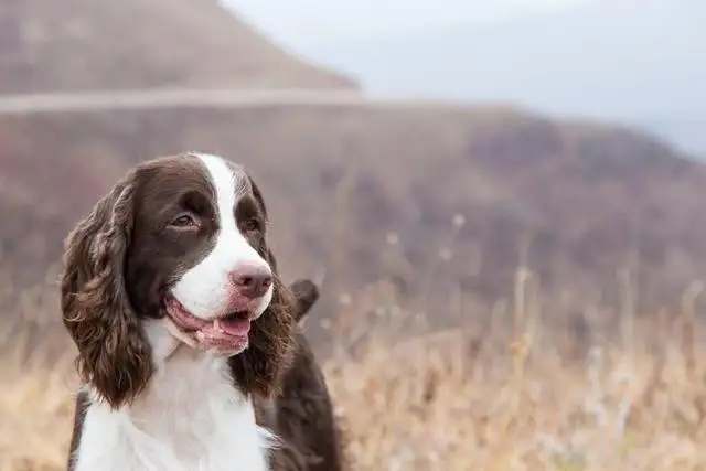 史宾格犬(史宾格犬为什么没人养)