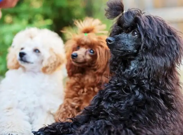 拉布拉多贵宾犬(澳洲拉布拉多贵宾犬)