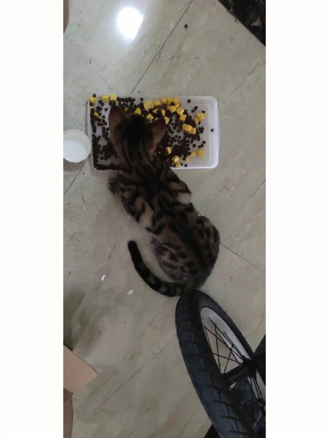 虎斑猫小梅(虎斑猫长什么样子)