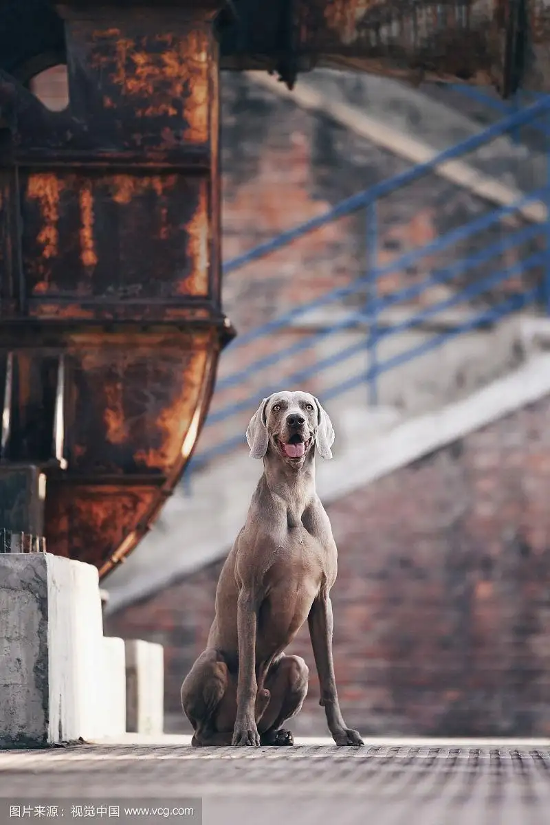 威玛猎犬(威玛猎犬上海禁养吗)