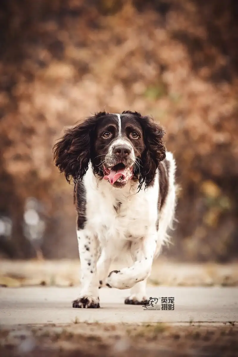 史宾格犬(史宾格犬为什么没人养)