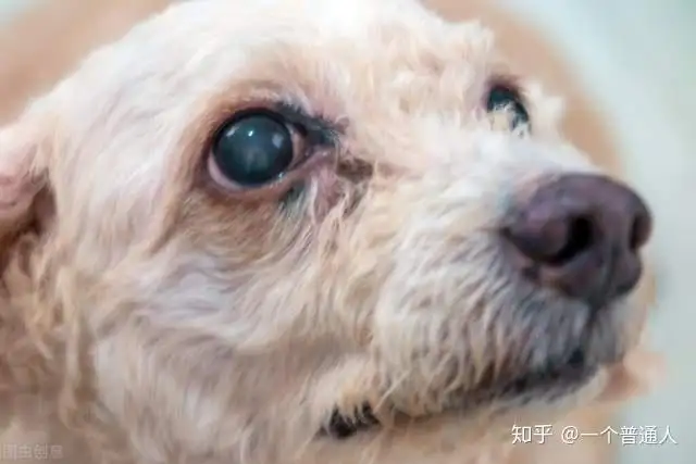 犬瘟热传染人吗(犬瘟热传染其它狗狗吗)