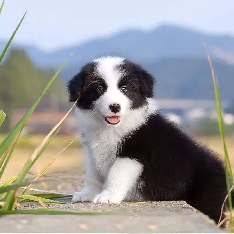 边境牧羊犬智商(边境牧羊犬智商相当人类几岁)