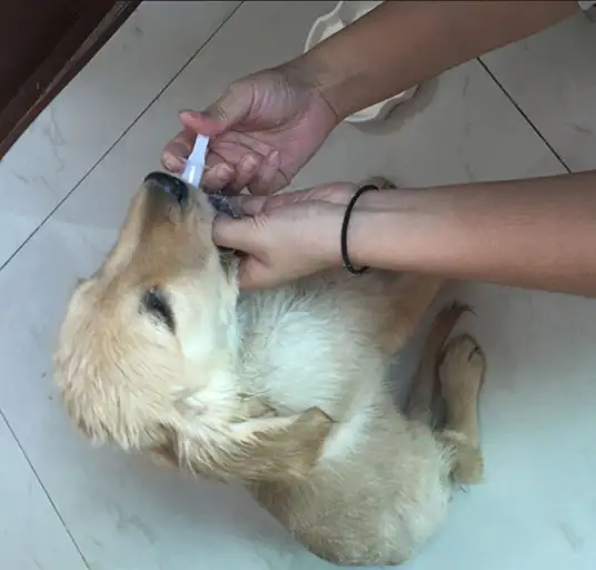 犬瘟后期(犬瘟后期抽搐但是食欲好)