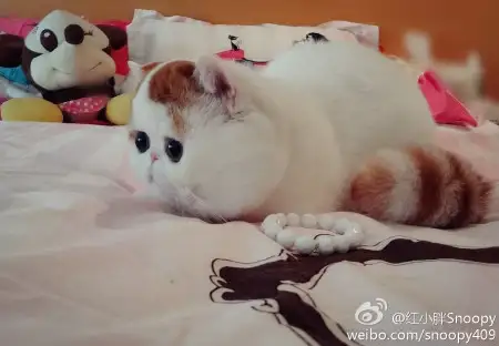 萌猫红小胖(车与车之间的刮蹭痕迹)