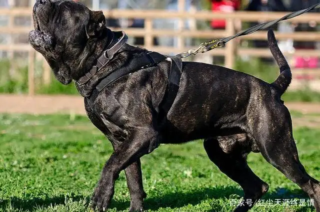 班克尔犬(史宾格犬多少钱一只)