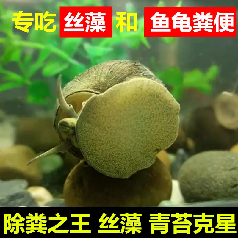 什么鱼吃鱼屎(什么鱼吃鱼屎 养什么鱼吃鱼的粪便)