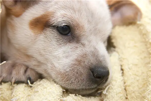 狐狸犬催眠(狐狸犬催眠人的原理)