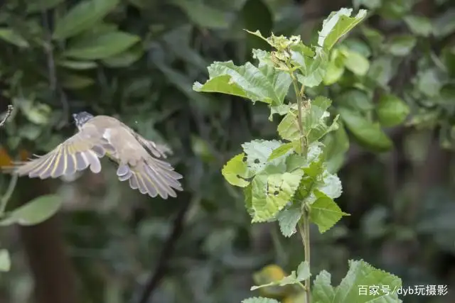 白头翁吃什么(白头翁吃什么虫子)