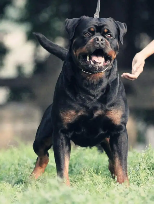 罗威那犬(罗威纳犬咬合力)