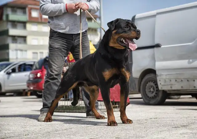 罗威纳犬性格(罗威纳犬性格温顺吗)