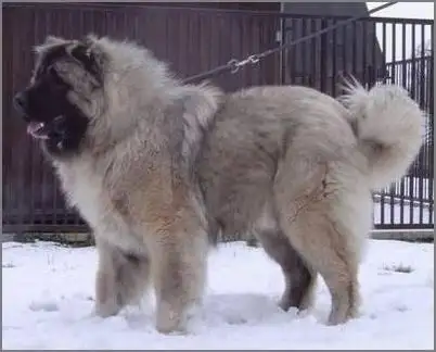 高加索犬vs藏獒(高加索犬vs藏獒哪个厉害?)