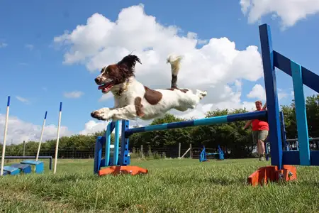 英国跳猎犬(英国跳猎犬和史宾格的区别)