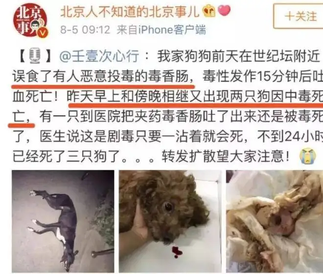 包含网曝成都多地出现“毒狗”事件的词条