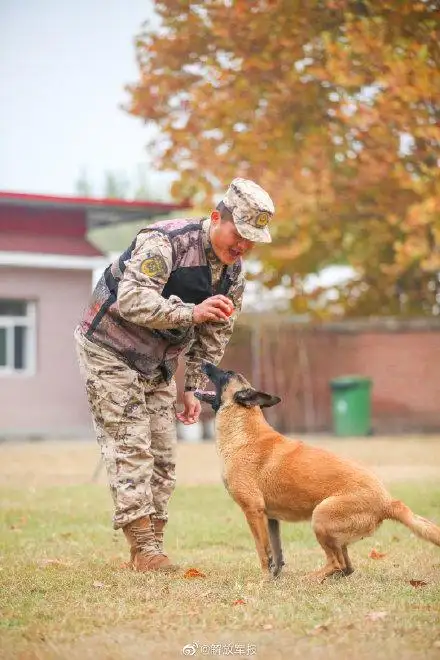 军犬训练(军犬训练项目)