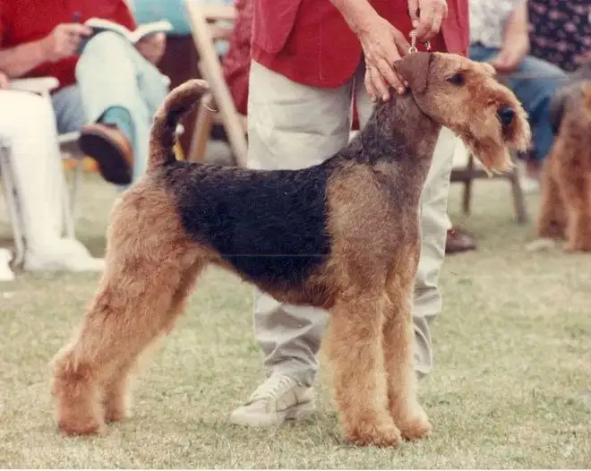 万能犬(万能犬品种)