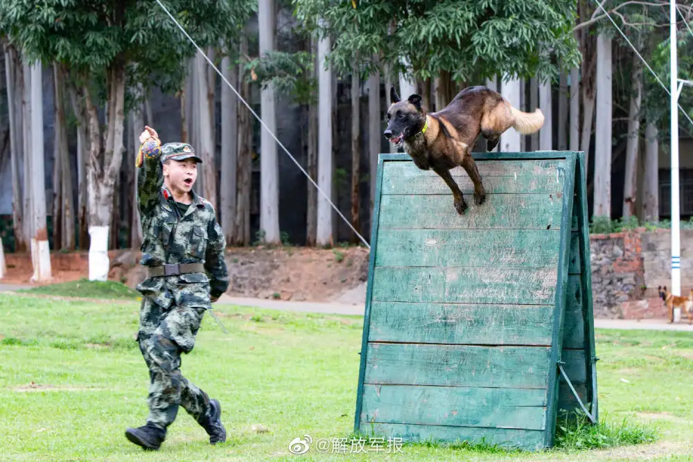 军犬训练(军犬训练项目)