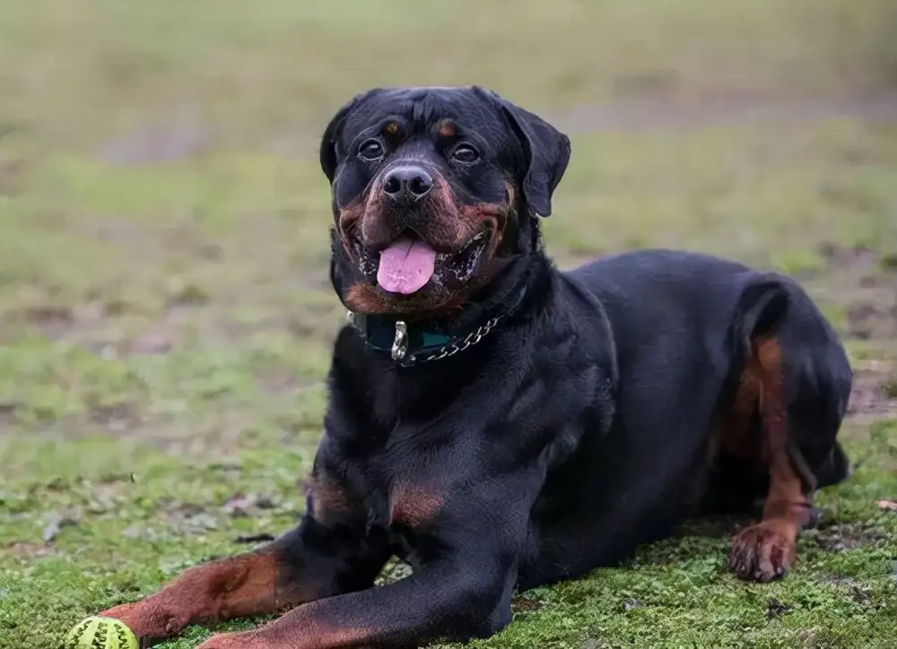 罗威纳(罗威纳犬的优点和缺点)