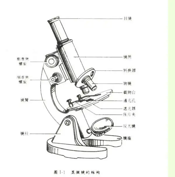 显微镜的结构图(生物显微镜的结构图)