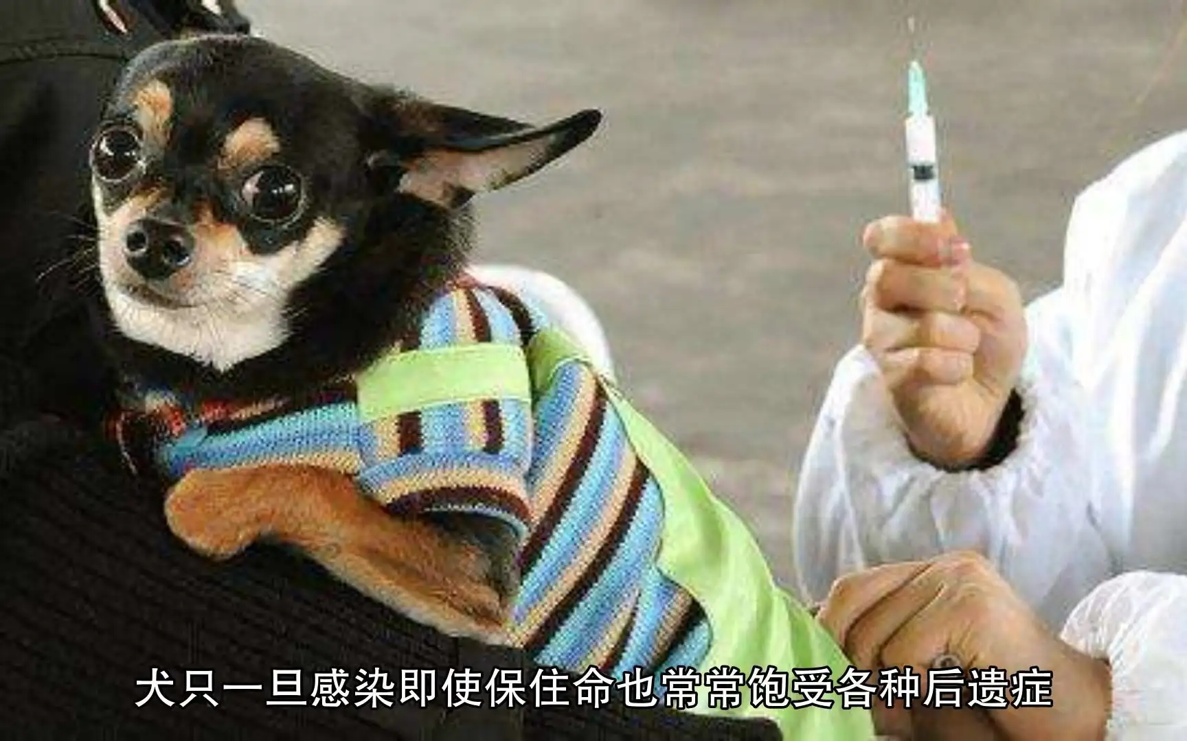 犬瘟热后遗症(犬瘟热后遗症抽搐乱叫)