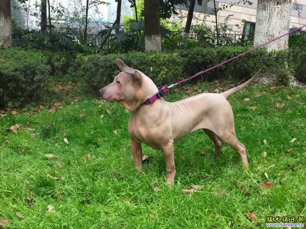 泰皇脊背犬(泰皇脊背犬串串图片)