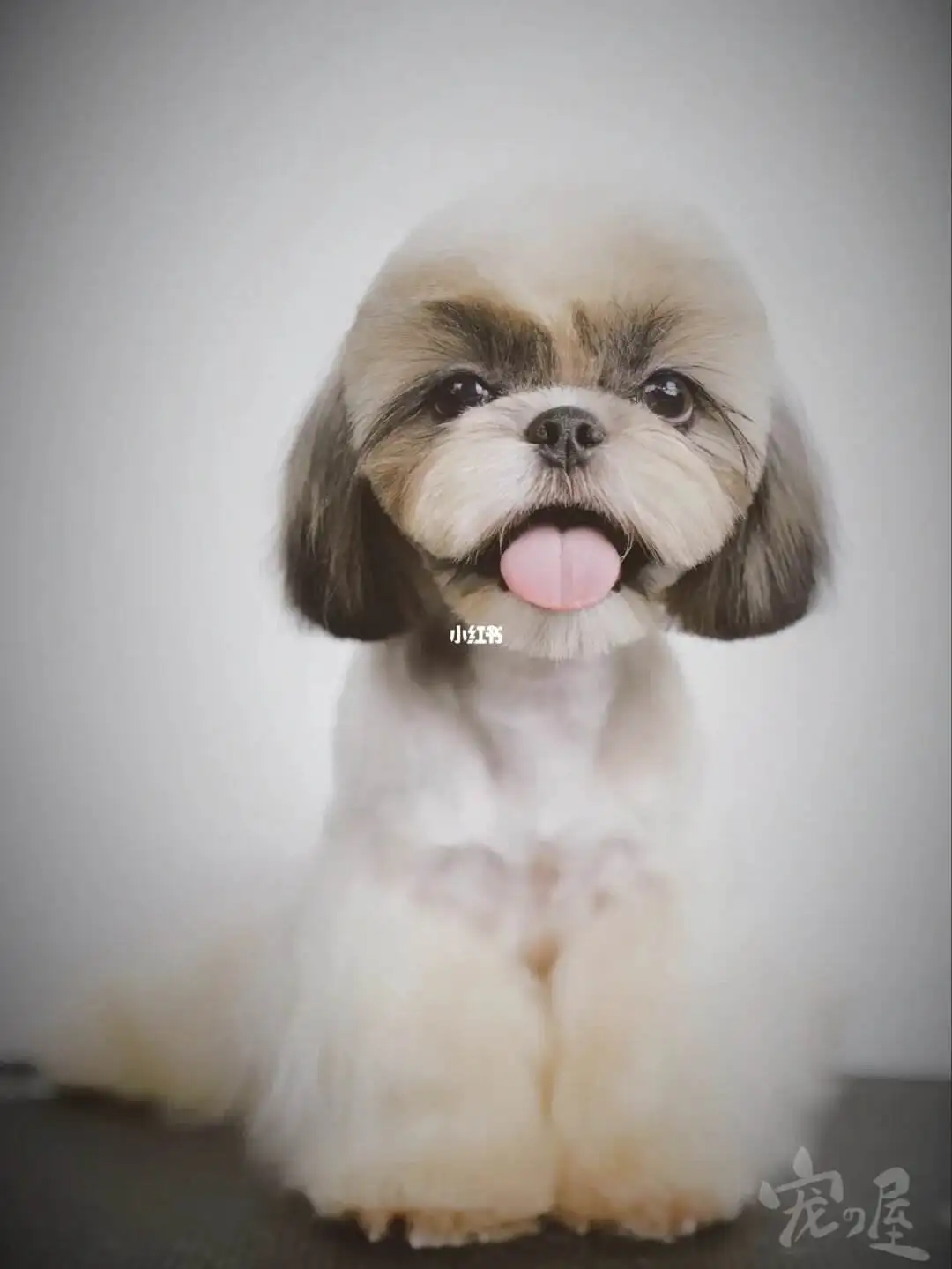 狗狗美容(狗狗美容图片 造型)